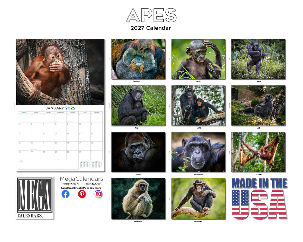 Apes Wall Calendar 2027 - 12" x 9" 14-Month Great Apes Wildlife Calendar