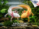 Axolotls Wall Calendar 2027 - 12" x 9" 14-Month Rare Aquatic Animal Calendar