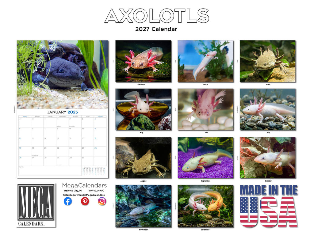 Axolotls Wall Calendar 2027 - 12" x 9" 14-Month Rare Aquatic Animal Calendar