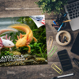 Axolotls Wall Calendar 2027 - 12" x 9" 14-Month Rare Aquatic Animal Calendar