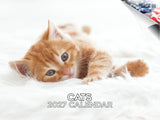 Cats Wall Calendar 2027 - 12" x 9" 14-Month Mixed Feline Breed Calendar