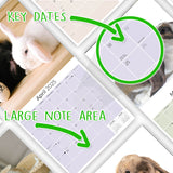 Lop Eared Rabbit Wall Calendar 2025