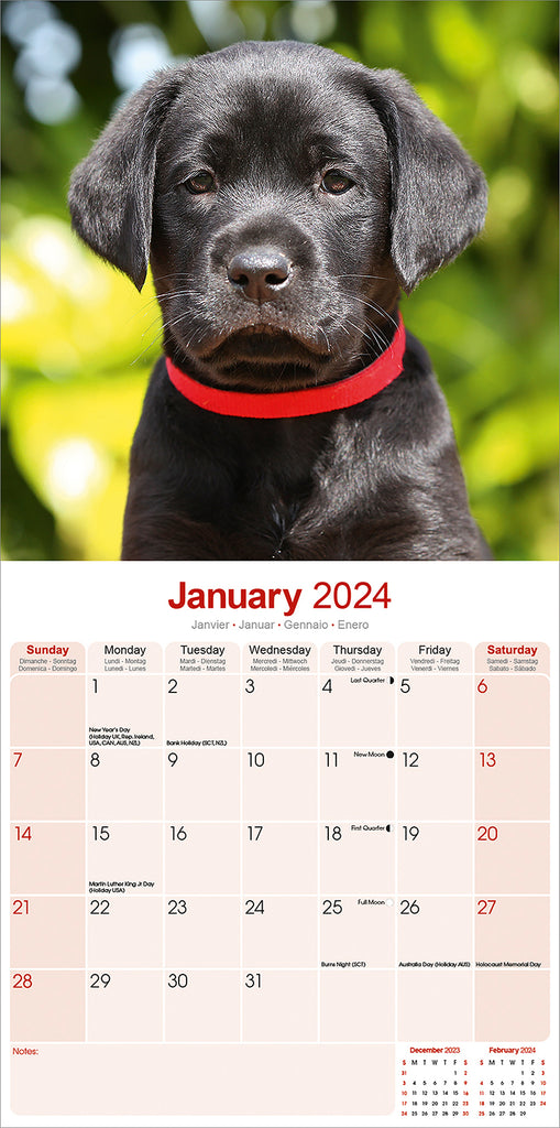 Black Labrador Puppies Calendar 2024 by Avonside