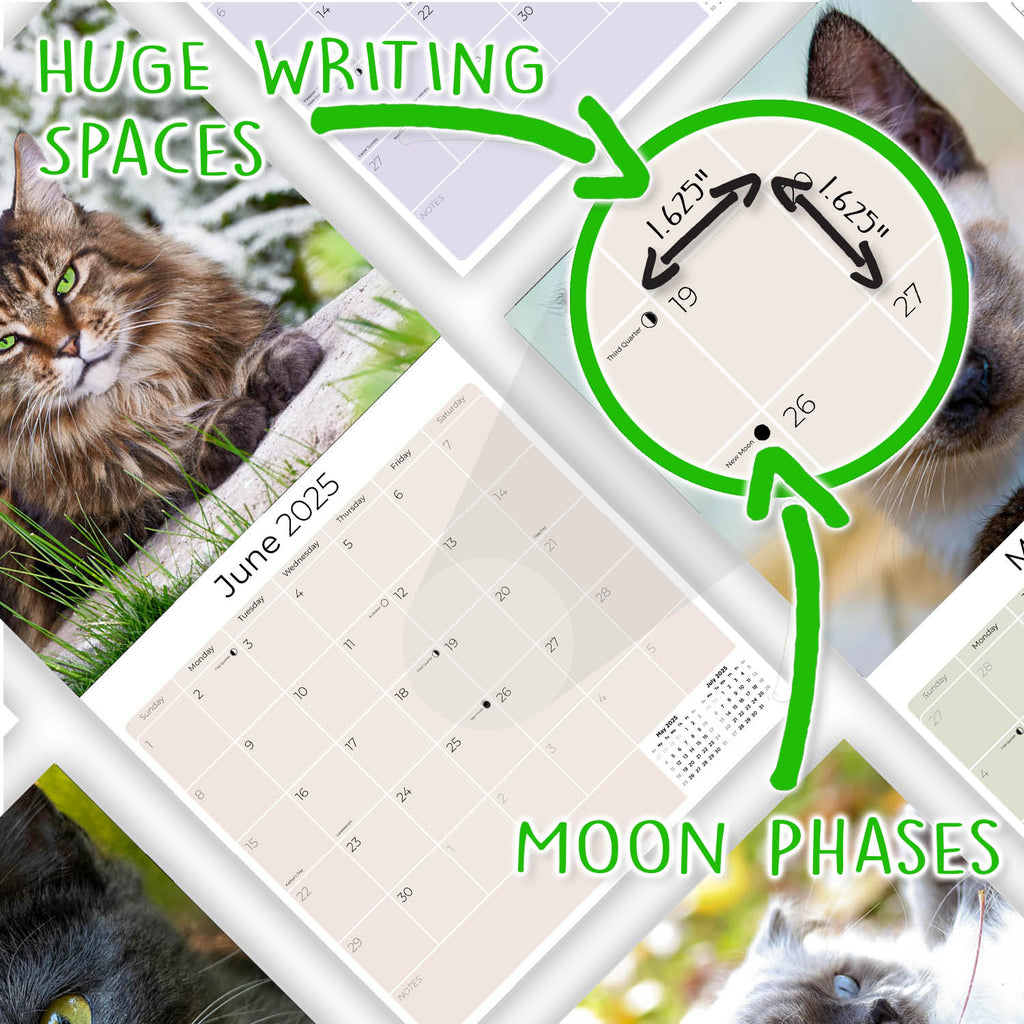 Cats Wall Calendar 2025