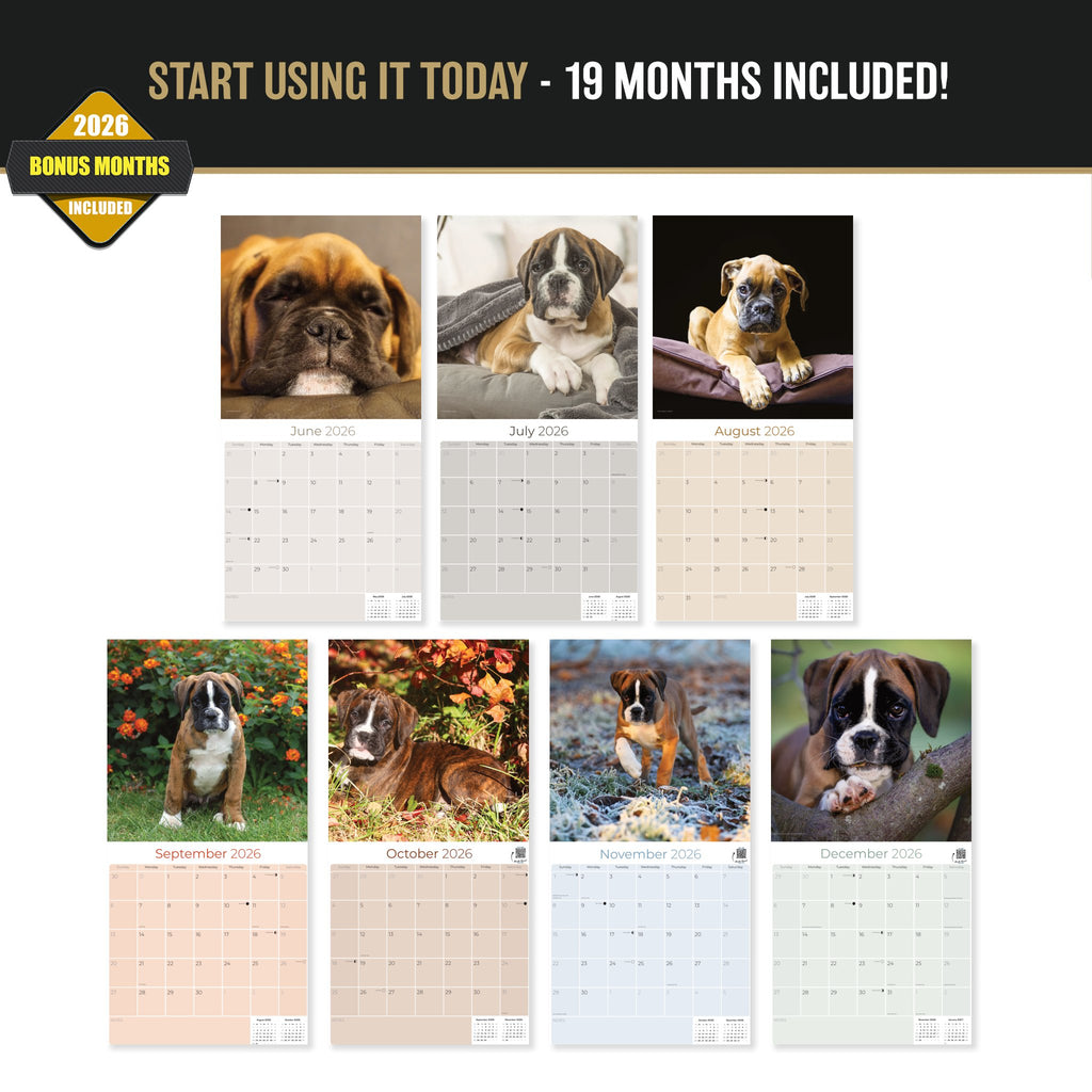 Boxer Puppies Wall Calendar 2027 - 12" x 12" Monthly Adorable Mischievous Boxer Puppy Calendar