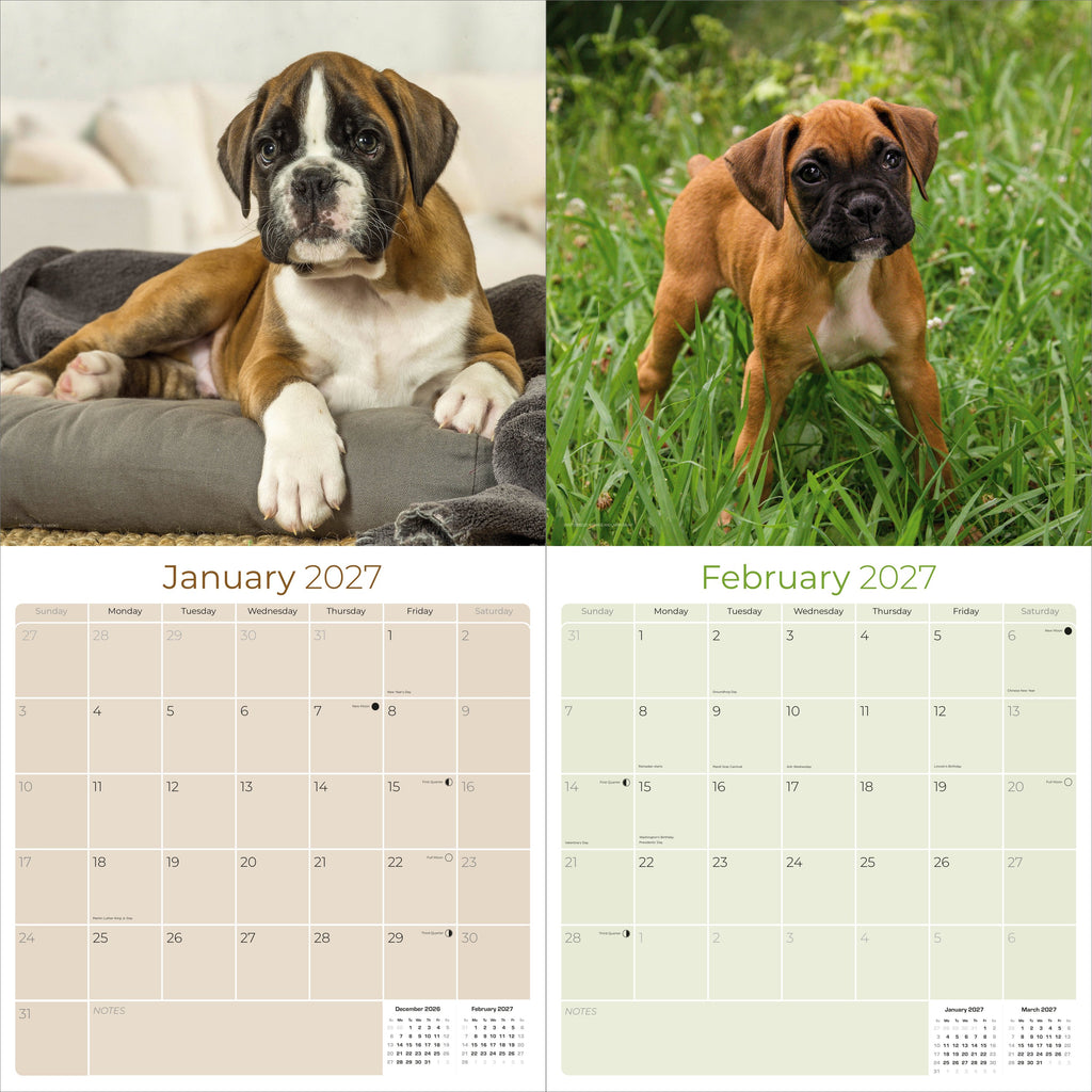 Boxer Puppies Wall Calendar 2027 - 12" x 12" Monthly Adorable Mischievous Boxer Puppy Calendar