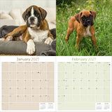 Boxer Puppies Wall Calendar 2027 - 12" x 12" Monthly Adorable Mischievous Boxer Puppy Calendar