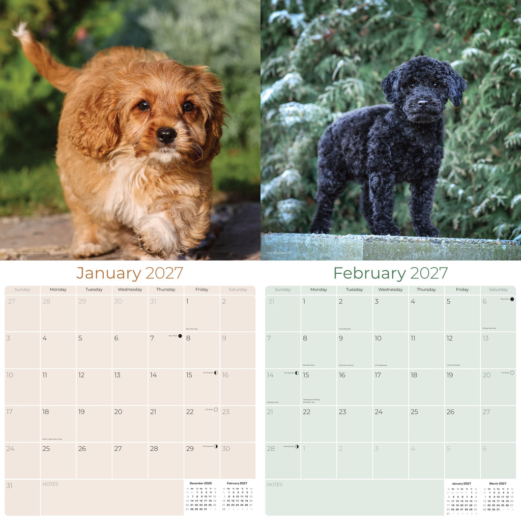 Cavapoo Wall Calendar 2027 - 12" x 12" Monthly Loving Intelligent Designer Cavoodle Calendar