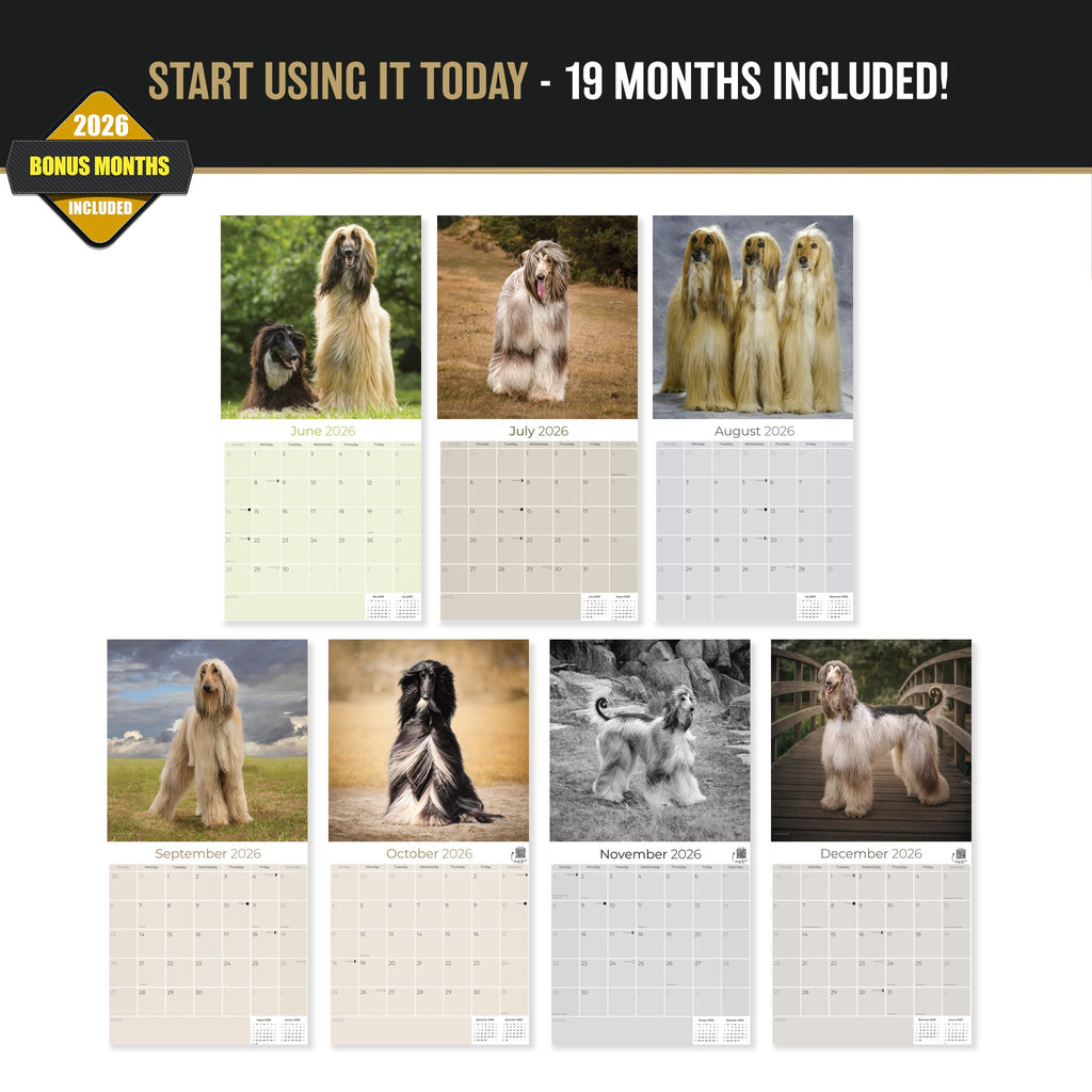Afghan Hound Wall Calendar 2027 - 12" x 12" Monthly Dog Breed Calendar