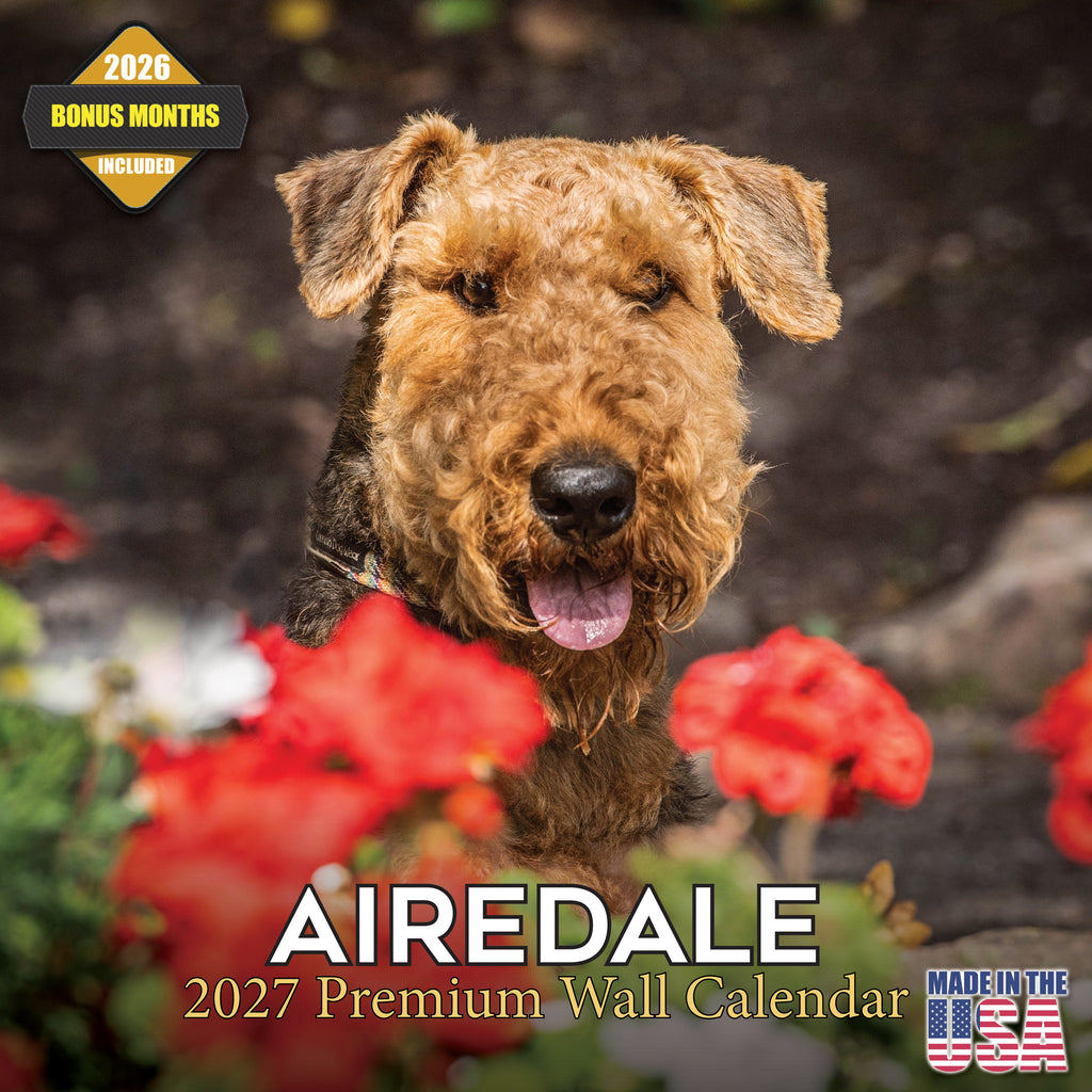 Airedale Terrier Wall Calendar 2027 - 12" x 12" Monthly Terrier Breed & Working Dog Calendar
