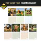 Airedale Terrier Wall Calendar 2027 - 12" x 12" Monthly Terrier Breed & Working Dog Calendar