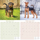 Airedale Terrier Wall Calendar 2027 - 12" x 12" Monthly Terrier Breed & Working Dog Calendar