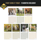 Akita Wall Calendar 2027 - 12" x 12" Monthly Japanese Guard Dog & Companion Breed Calendar