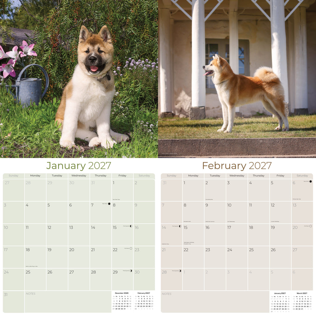 Akita Wall Calendar 2027 - 12" x 12" Monthly Japanese Guard Dog & Companion Breed Calendar