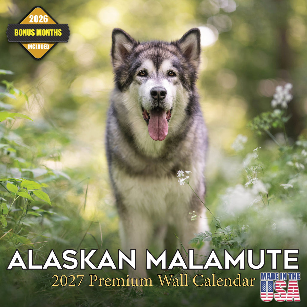 Alaskan Malamute Wall Calendar 2027 - 12" x 12" Monthly Arctic Sled Dog & Working Breed Calendar