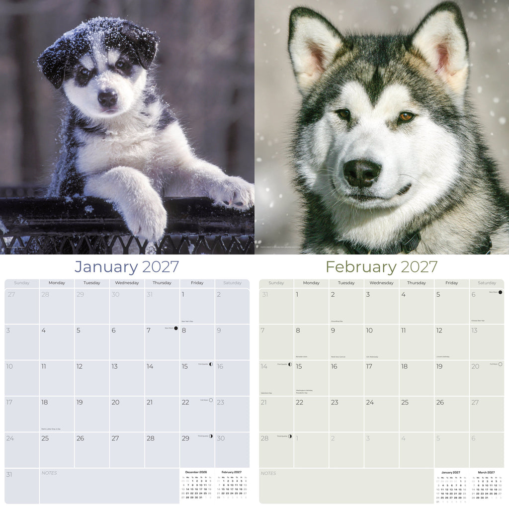 Alaskan Malamute Wall Calendar 2027 - 12" x 12" Monthly Arctic Sled Dog & Working Breed Calendar