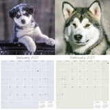 Alaskan Malamute Wall Calendar 2027 - 12" x 12" Monthly Arctic Sled Dog & Working Breed Calendar