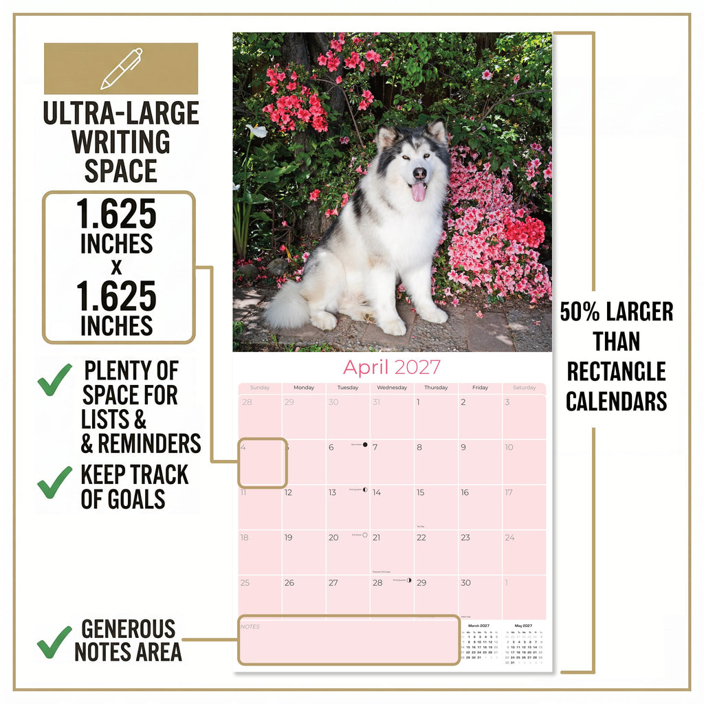Alaskan Malamute Wall Calendar 2027 - 12" x 12" Monthly Arctic Sled Dog & Working Breed Calendar