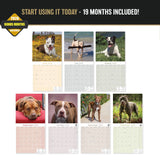 American Pit Bull Terrier Wall Calendar 2027 - 12" x 12" Monthly Athletic & Devoted Pitbull Breed Calendar