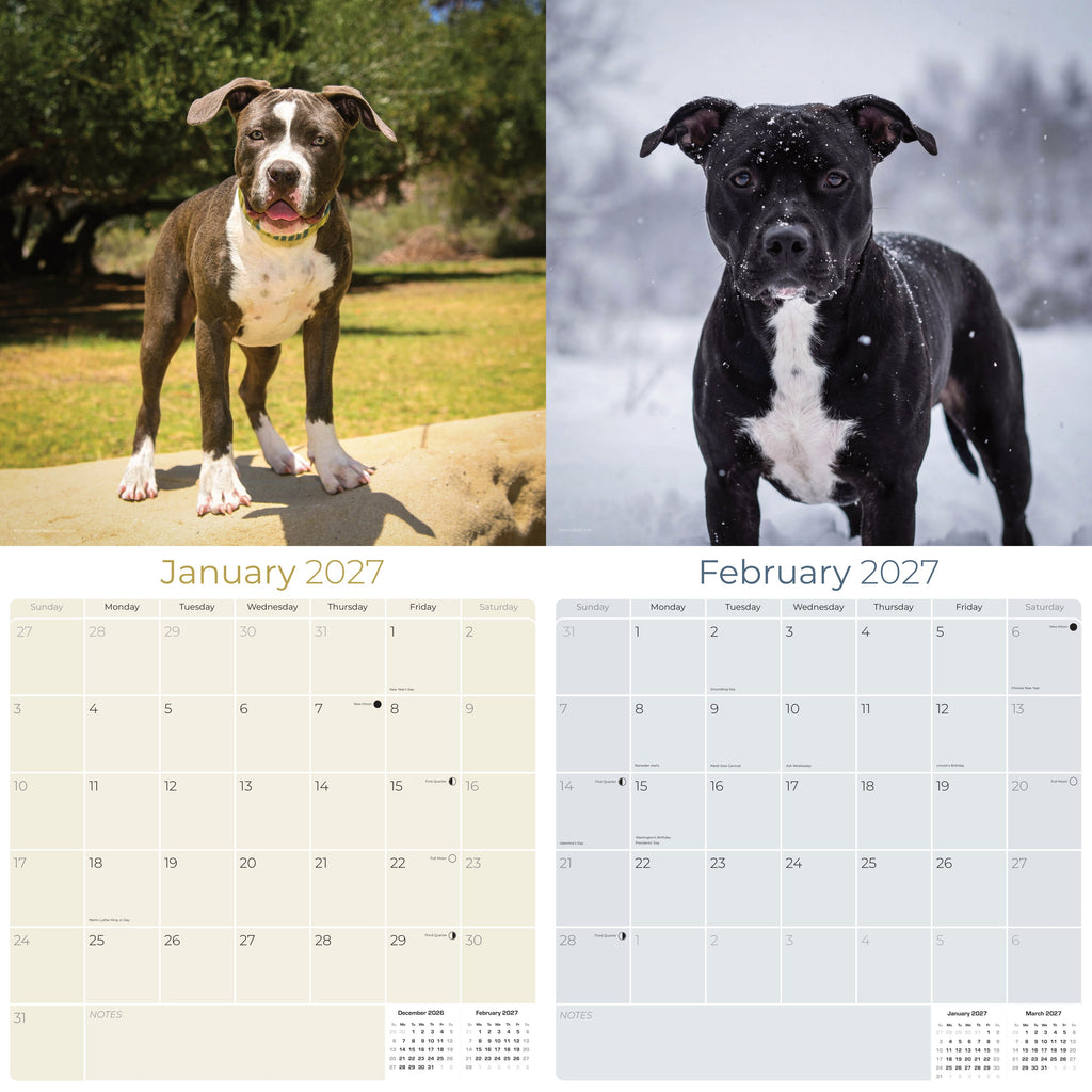 American Pit Bull Terrier Wall Calendar 2027 - 12" x 12" Monthly Athletic & Devoted Pitbull Breed Calendar