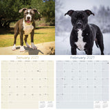 American Pit Bull Terrier Wall Calendar 2027 - 12" x 12" Monthly Athletic & Devoted Pitbull Breed Calendar