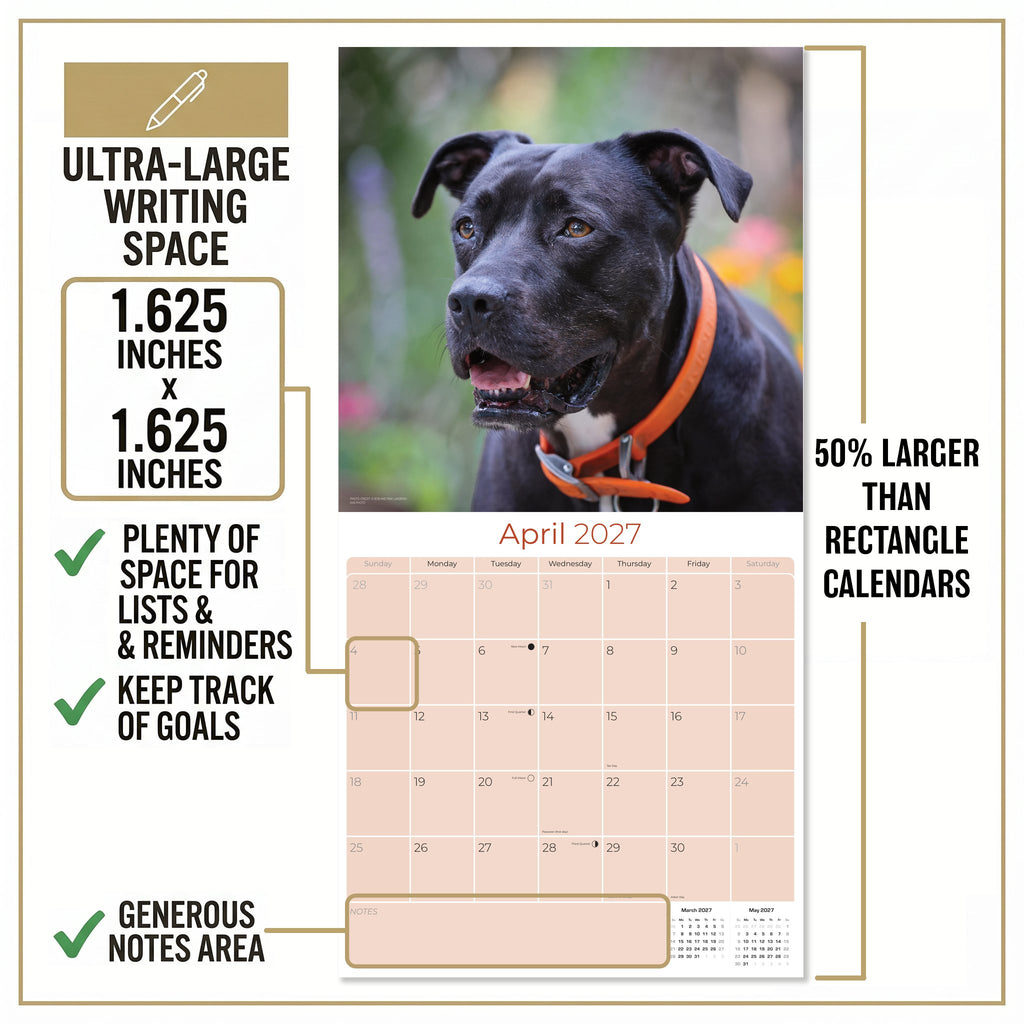 American Pit Bull Terrier Wall Calendar 2027 - 12" x 12" Monthly Athletic & Devoted Pitbull Breed Calendar