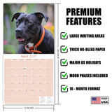 American Pit Bull Terrier Wall Calendar 2027 - 12" x 12" Monthly Athletic & Devoted Pitbull Breed Calendar