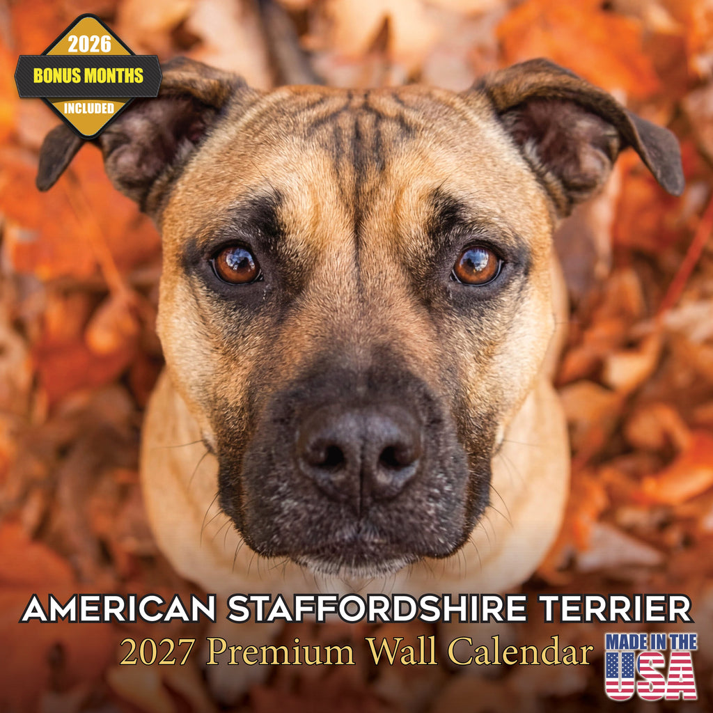 American Staffordshire Terrier Wall Calendar 2027 - 12" x 12" Monthly Strong & Confident AmStaff Breed Calendar