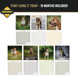American Staffordshire Terrier Wall Calendar 2027 - 12" x 12" Monthly Strong & Confident AmStaff Breed Calendar