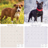 American Staffordshire Terrier Wall Calendar 2027 - 12" x 12" Monthly Strong & Confident AmStaff Breed Calendar