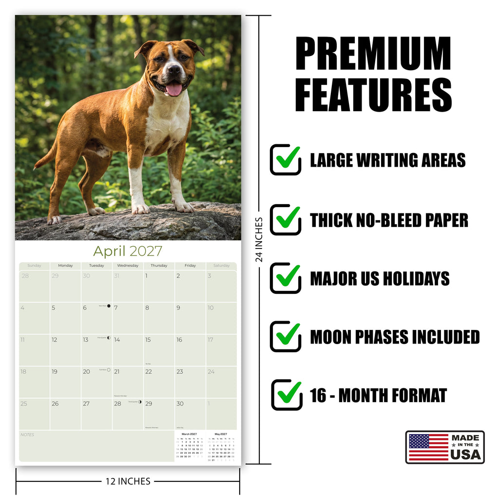 American Staffordshire Terrier Wall Calendar 2027 - 12" x 12" Monthly Strong & Confident AmStaff Breed Calendar