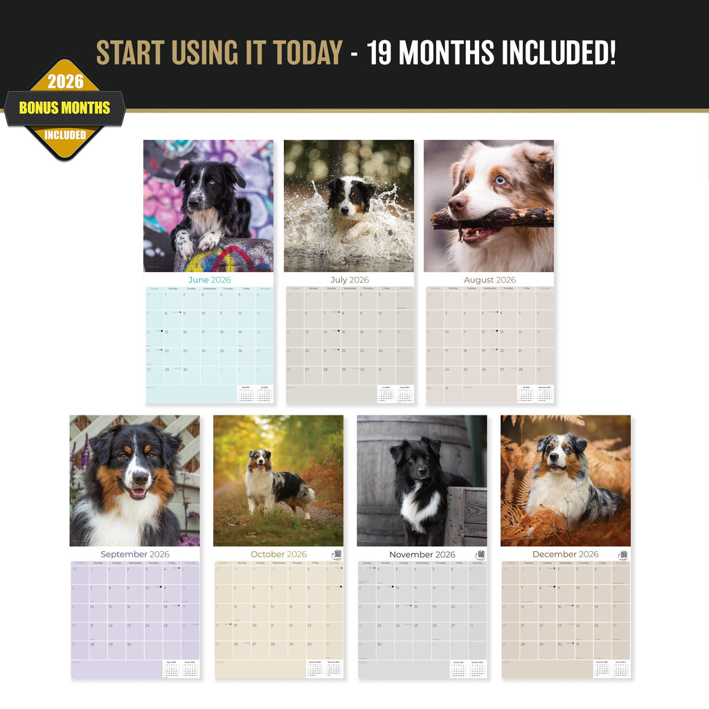 Australian Shepherd Wall Calendar 2027 - 12" x 12" Monthly Intelligent & Agile Herding Dog Calendar