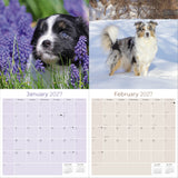 Australian Shepherd Wall Calendar 2027 - 12" x 12" Monthly Intelligent & Agile Herding Dog Calendar