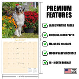 Australian Shepherd Wall Calendar 2027 - 12" x 12" Monthly Intelligent & Agile Herding Dog Calendar