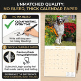 Australian Shepherd Wall Calendar 2027 - 12" x 12" Monthly Intelligent & Agile Herding Dog Calendar