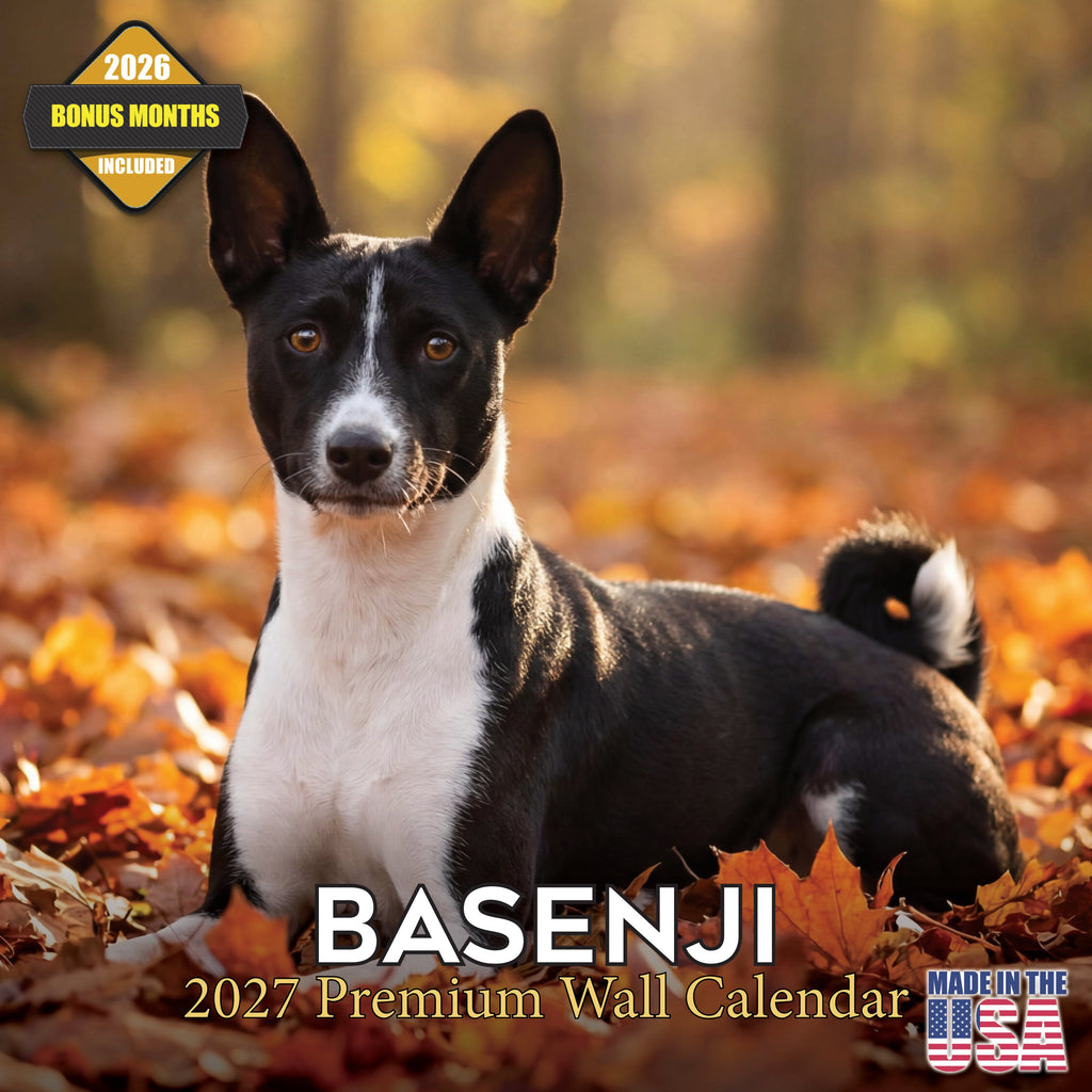 Basenji Wall Calendar 2027 - 12" x 12" Monthly Independent & Alert Barkless Hound Dog Calendar