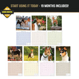 Basenji Wall Calendar 2027 - 12" x 12" Monthly Independent & Alert Barkless Hound Dog Calendar