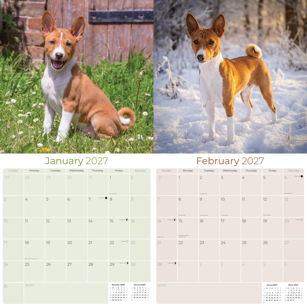 Basenji Wall Calendar 2027 - 12" x 12" Monthly Independent & Alert Barkless Hound Dog Calendar