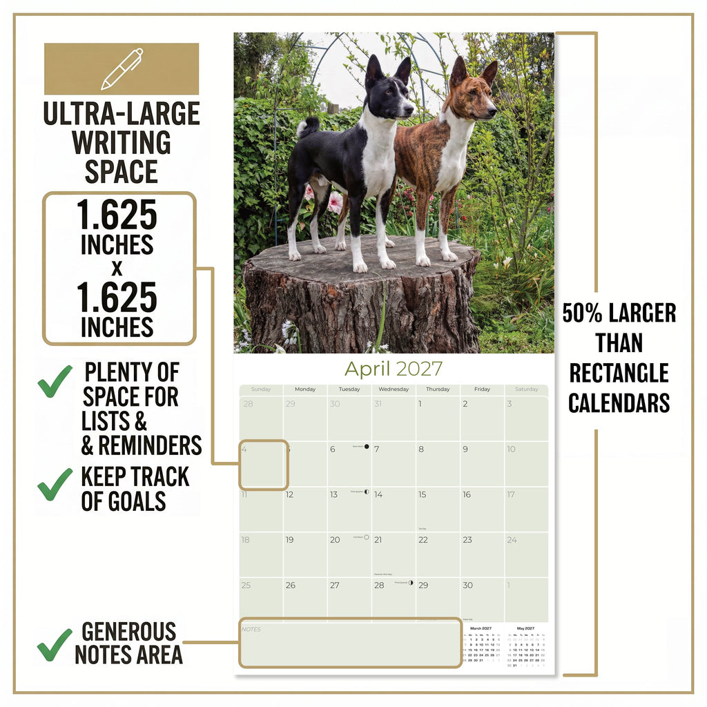 Basenji Wall Calendar 2027 - 12" x 12" Monthly Independent & Alert Barkless Hound Dog Calendar