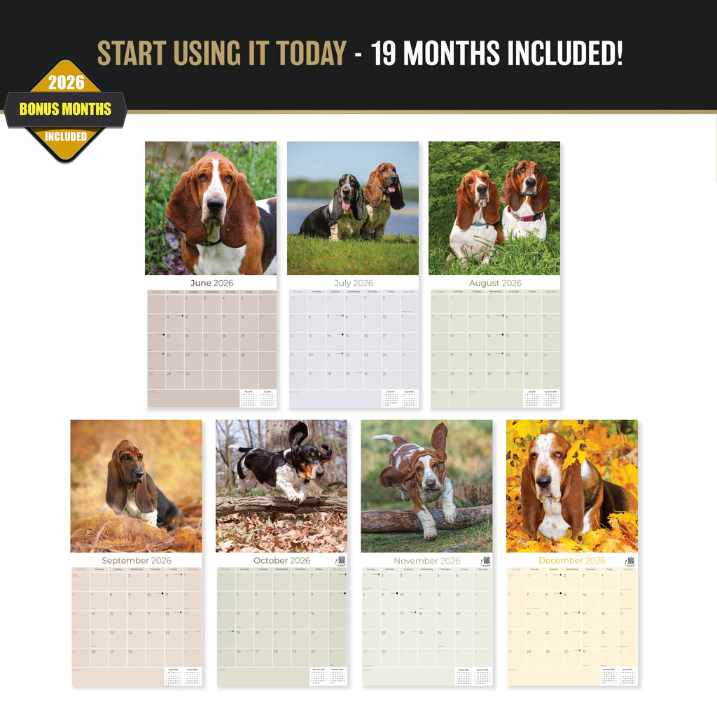 Basset Hound Wall Calendar 2027 - 12" x 12" Monthly Gentle & Long-Eared Scent Hound Calendar