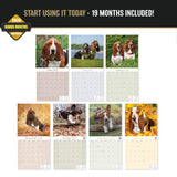 Basset Hound Wall Calendar 2027 - 12" x 12" Monthly Gentle & Long-Eared Scent Hound Calendar