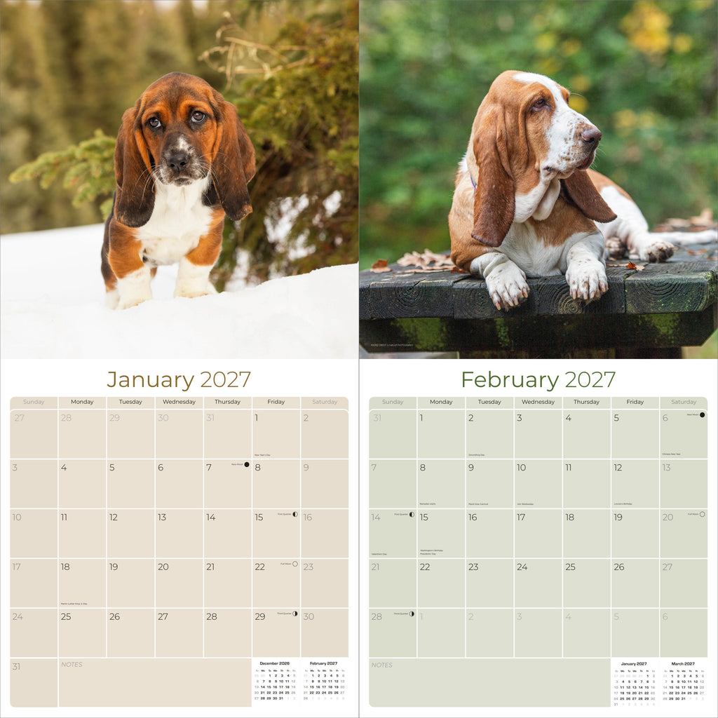 Basset Hound Wall Calendar 2027 - 12" x 12" Monthly Gentle & Long-Eared Scent Hound Calendar