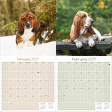 Basset Hound Wall Calendar 2027 - 12" x 12" Monthly Gentle & Long-Eared Scent Hound Calendar