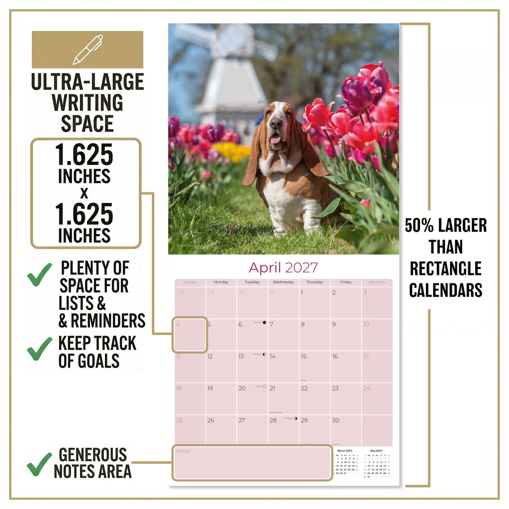 Basset Hound Wall Calendar 2027 - 12" x 12" Monthly Gentle & Long-Eared Scent Hound Calendar