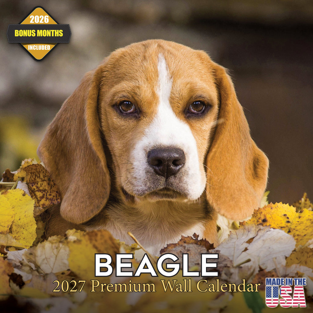 Beagle Wall Calendar 2027 - 12" x 12" Monthly Merry & Curious Scent Hound Dog Calendar