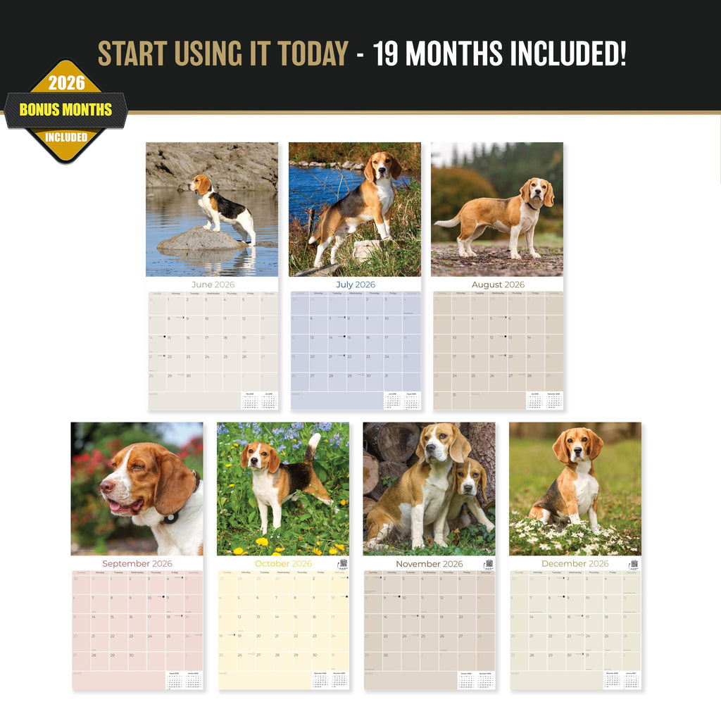 Beagle Wall Calendar 2027 - 12" x 12" Monthly Merry & Curious Scent Hound Dog Calendar