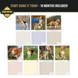 Beagle Wall Calendar 2027 - 12" x 12" Monthly Merry & Curious Scent Hound Dog Calendar