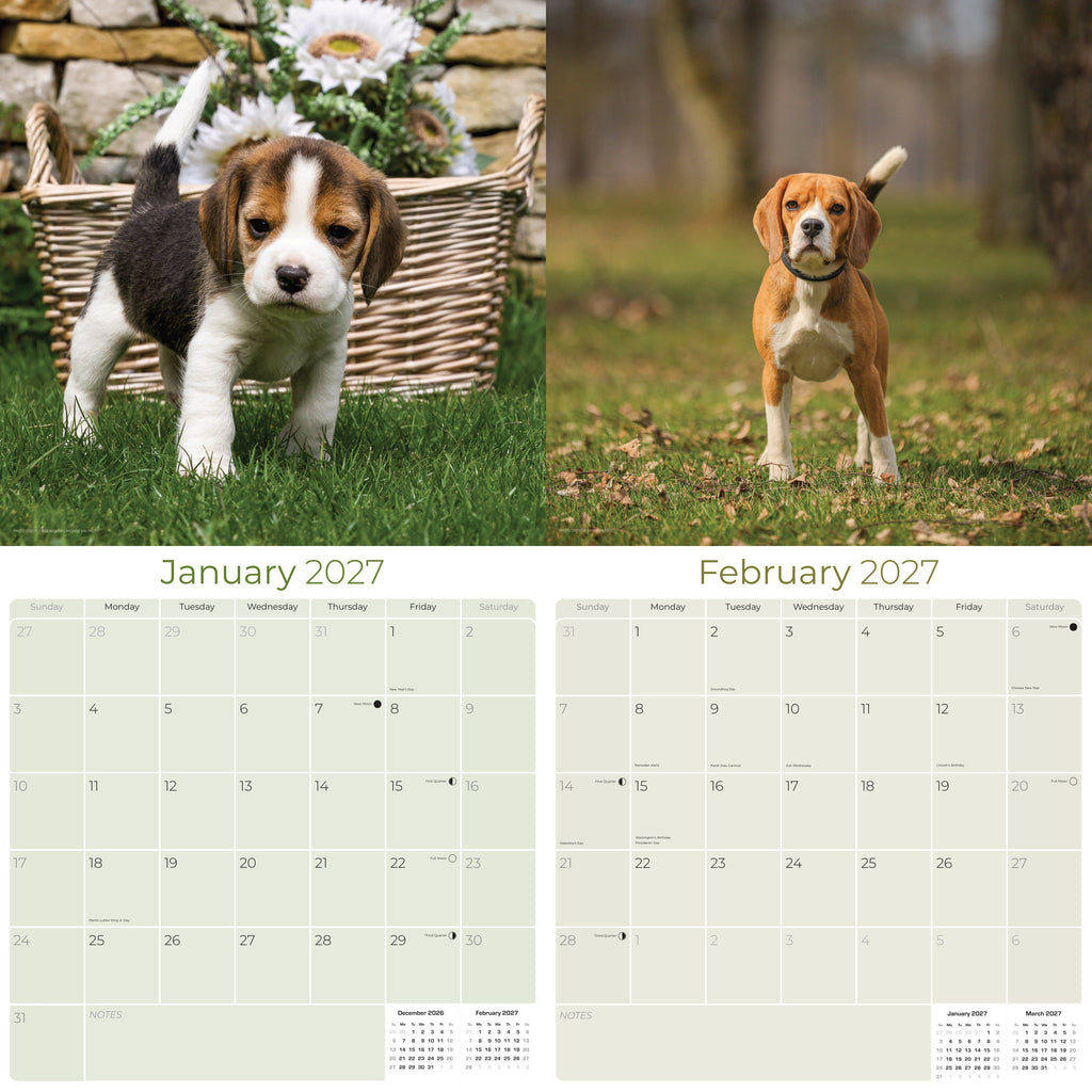 Beagle Wall Calendar 2027 - 12" x 12" Monthly Merry & Curious Scent Hound Dog Calendar