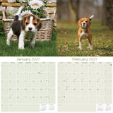 Beagle Wall Calendar 2027 - 12" x 12" Monthly Merry & Curious Scent Hound Dog Calendar