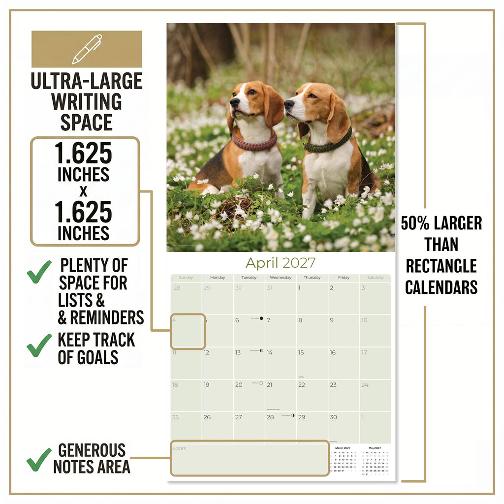 Beagle Wall Calendar 2027 - 12" x 12" Monthly Merry & Curious Scent Hound Dog Calendar